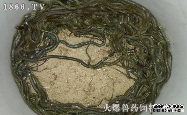 水律蛇養(yǎng)殖新技巧揭秘，高效養(yǎng)殖方法與實(shí)用操作指南