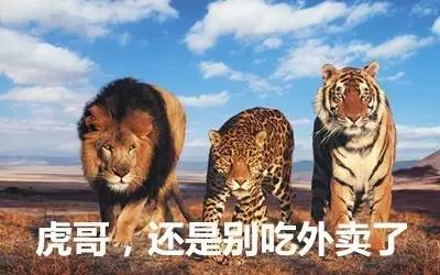 最新虎獅，學習變革的力量，自信與成就感的崛起之路