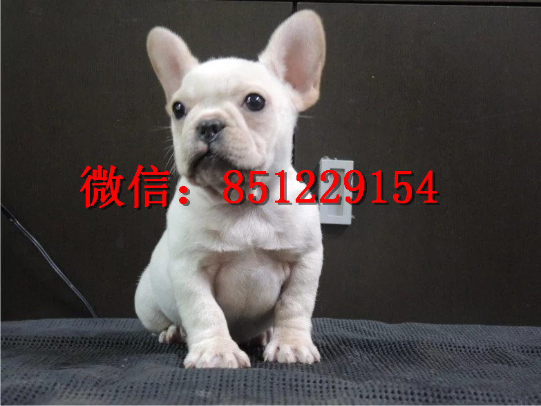 法牛犬行情走勢揭秘，溫馨日常背后的市場趨勢